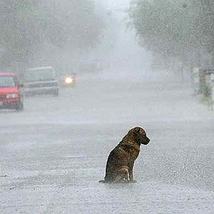 dog-in-the-rain.jpg