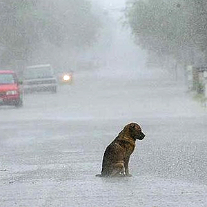 dog in the rain